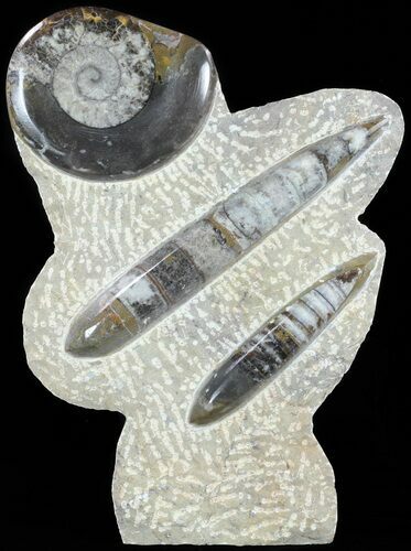 Fossil Goniatite & Orthoceras Sculpture - #62378